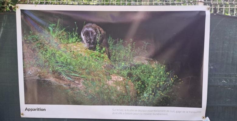La présence d'une loutre confirmée par les images vidéo